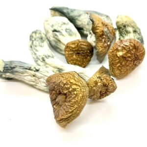 Makilla Gorilla Shrooms